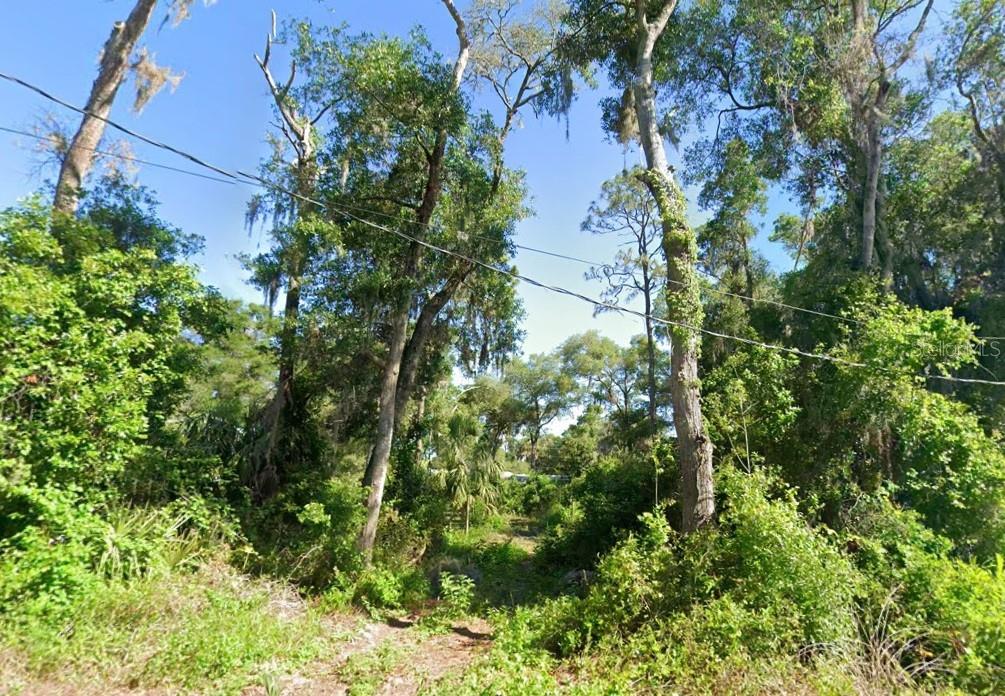 A wooded, undeveloped lot with dense trees and vegetation under a clear blue sky — 4523 E HARVARD DRIVE, HERNANDO, FL