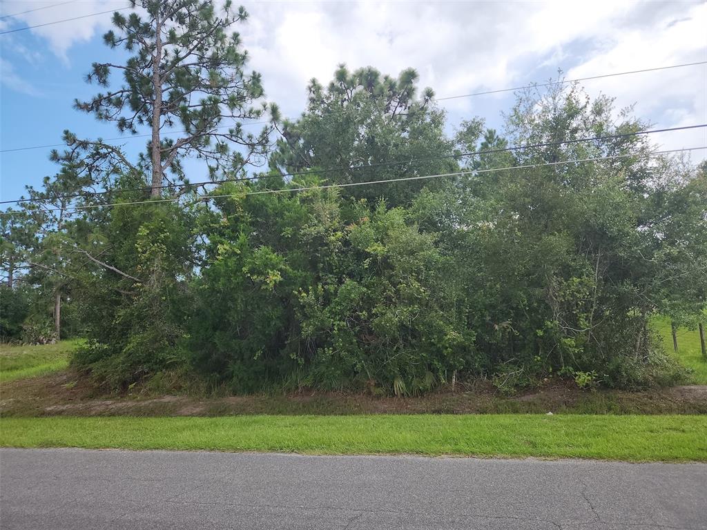 A dense, overgrown wooded lot sits behind a paved road and a grassy verge — RALSTON STREET, ORLANDO, FL