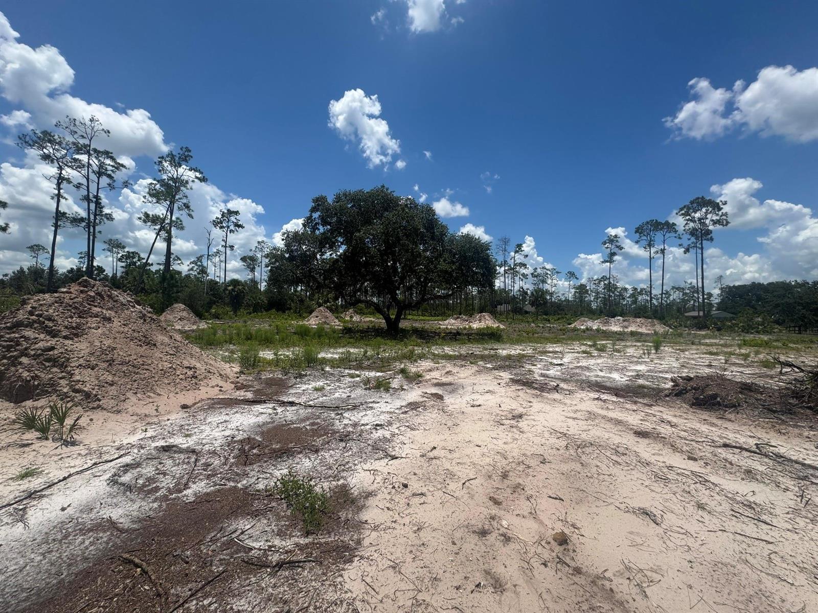 A large, cleared sandy lot features a prominent central tree and several piles of dirt — 32801 Highway 441, Okeechobee FL 34972, OKEECHOBEE, FL