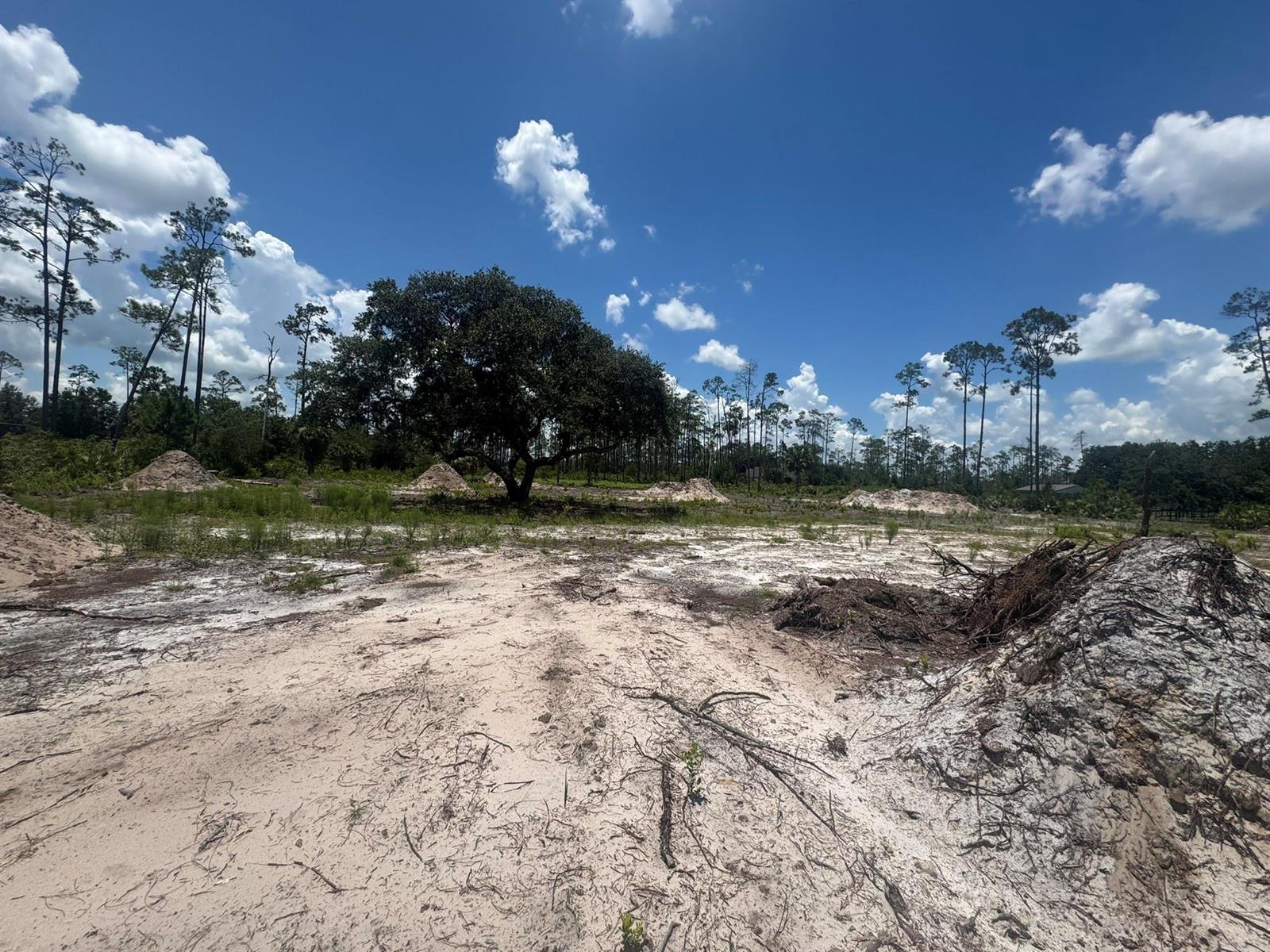 A cleared, sandy lot features several dirt piles and a large, central oak tree — 32801 Highway 441, Okeechobee FL 34972, OKEECHOBEE, FL