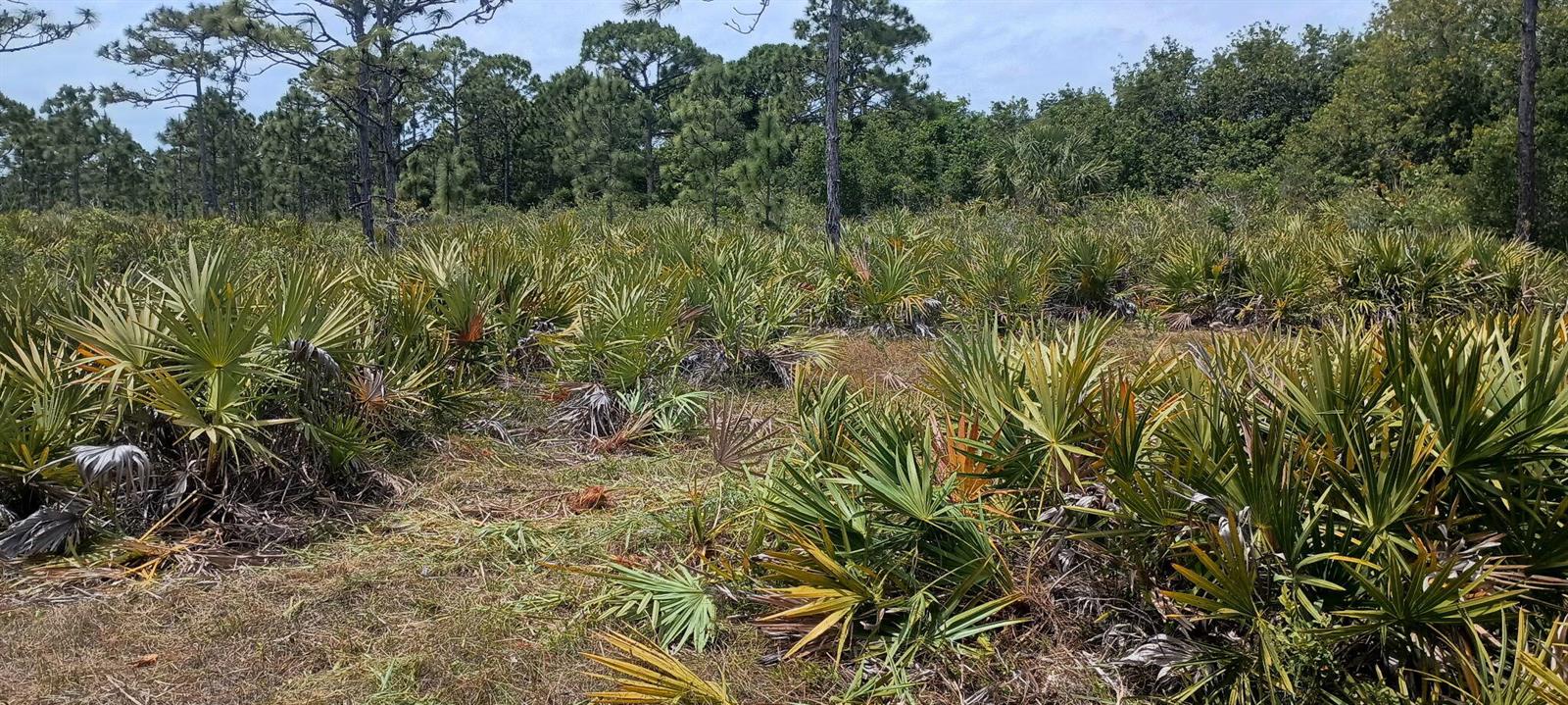 A landscape view of a Florida scrub habitat featuring saw palmettos and scattered pine trees — 000 None, Grant Valkaria FL 32950, GRANT VALKARIA, FL
