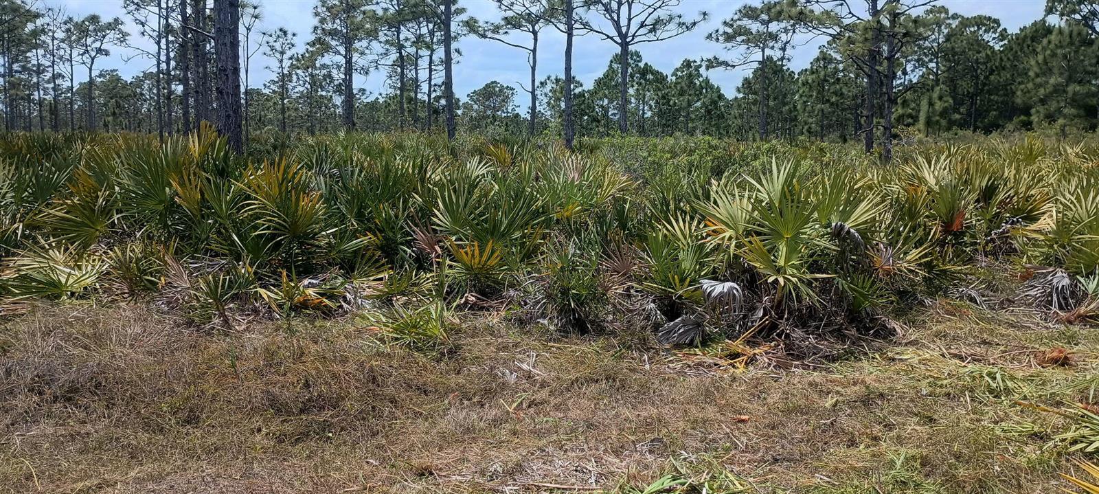 A landscape view of a Florida pine flatwoods ecosystem featuring saw palmettos and pine trees — 000 None, Grant Valkaria FL 32950, GRANT VALKARIA, FL