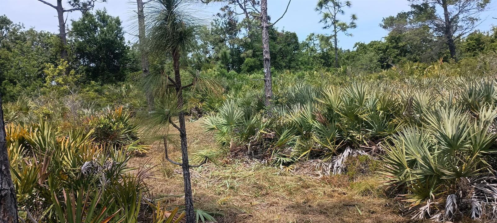 A wooded lot features scattered pine trees and dense saw palmetto bushes under a clear sky — 000 None, Grant Valkaria FL 32950, GRANT VALKARIA, FL