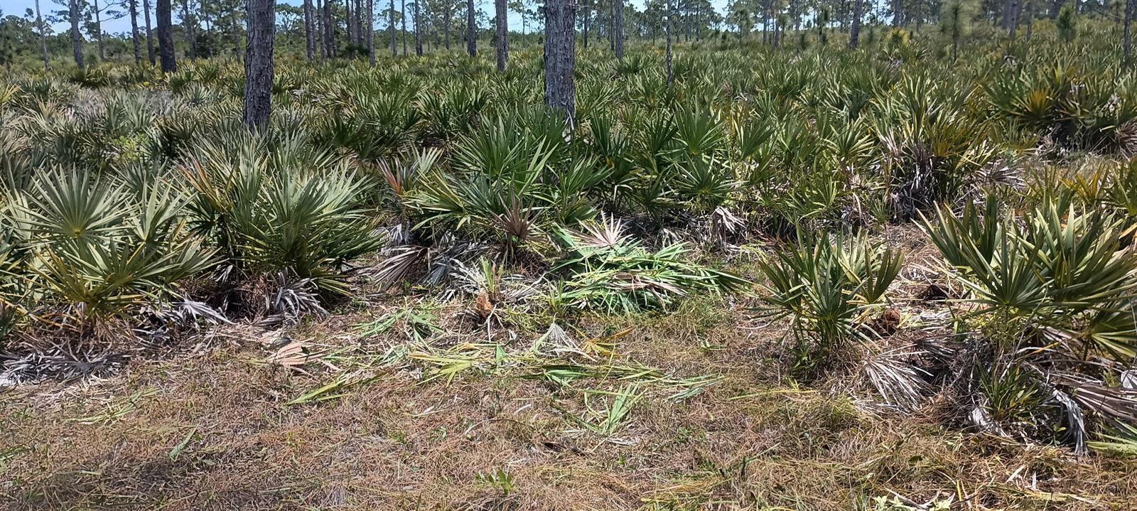 A pine forest landscape features scattered saw palmetto plants and dry grass under a blue sky — 000 None, Grant Valkaria FL 32950, GRANT VALKARIA, FL