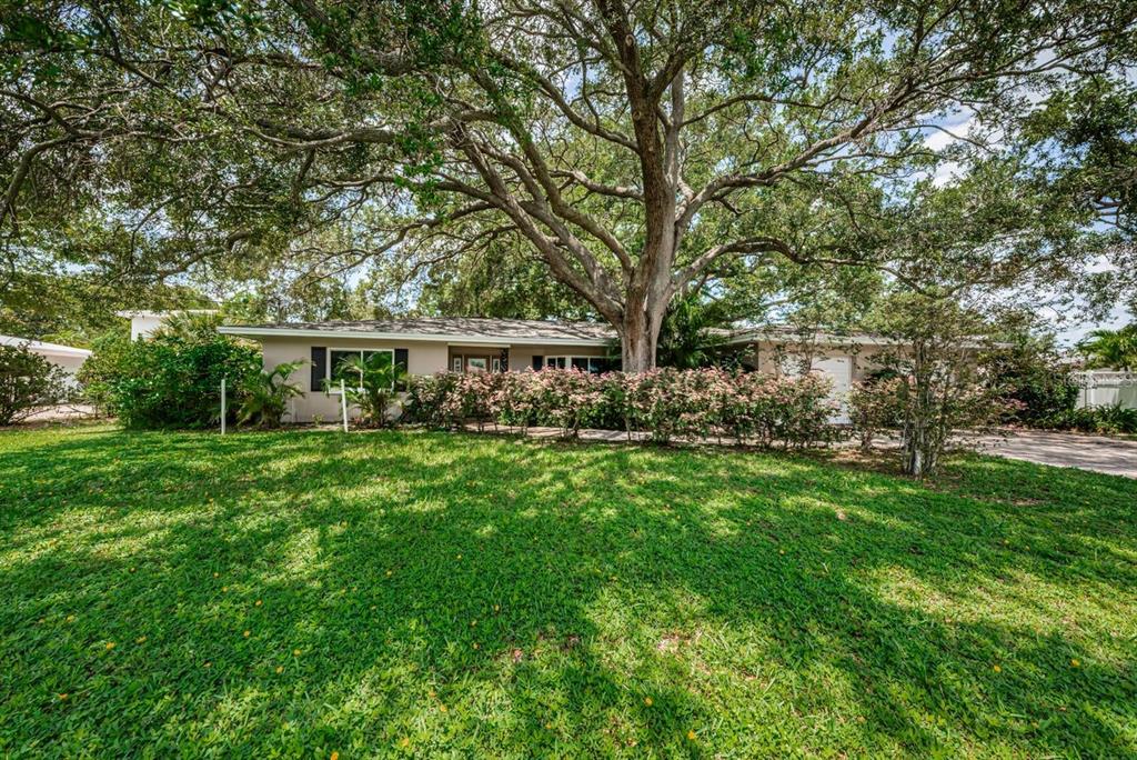 A single-story house with a large tree in the front yard and a manicured lawn — 1704 CYPRESS AVENUE, BELLEAIR, FL