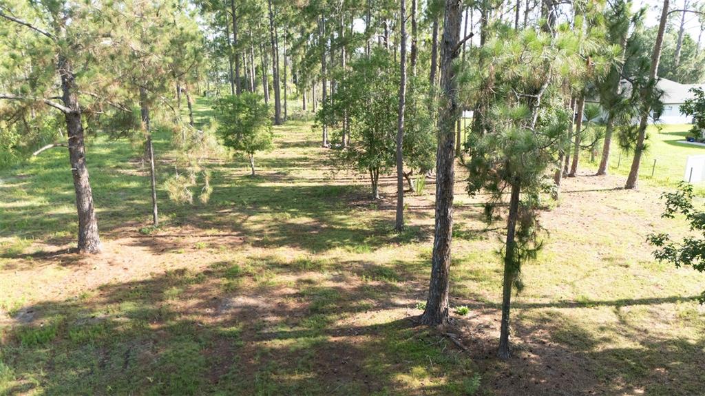 A grassy, wooded lot with tall pine trees and a house visible in the background — NO STREET, DELAND, FL