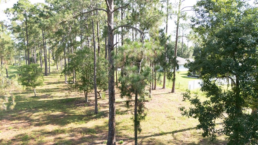 A grassy, wooded lot with scattered pine trees and a house visible in the background — NO STREET, DELAND, FL