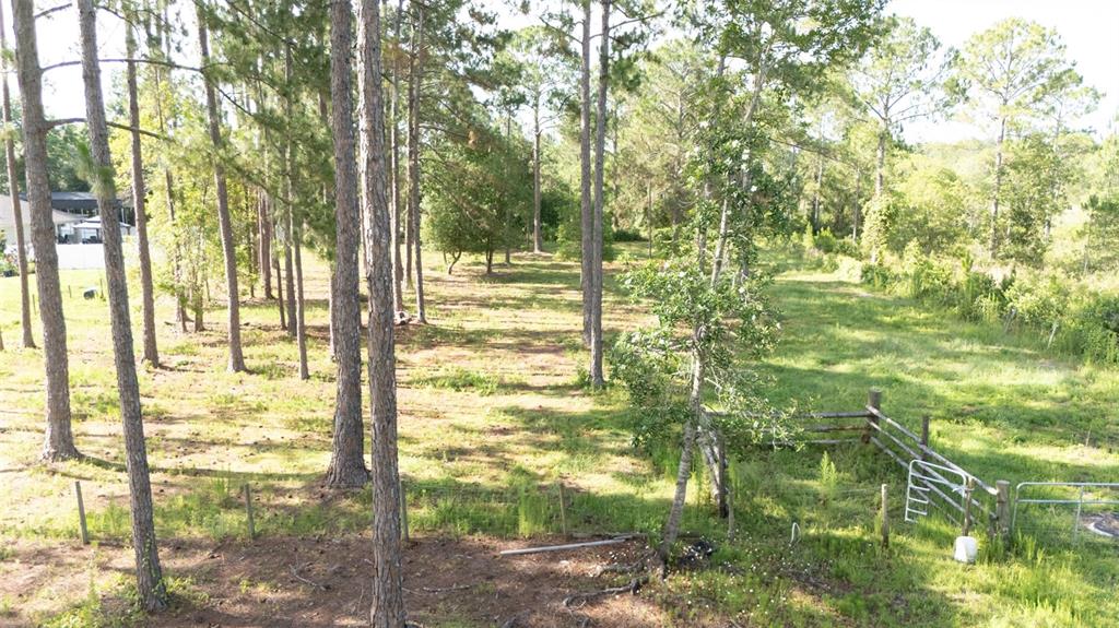 A grassy, wooded lot with several tall pine trees and a house in the background — NO STREET, DELAND, FL