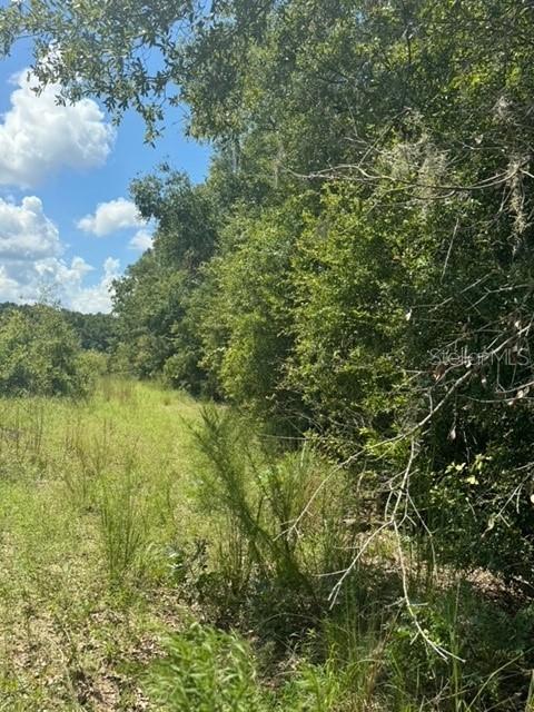 A grassy field borders a dense line of trees under a blue sky — SW COLES COURT, FORT WHITE, FL