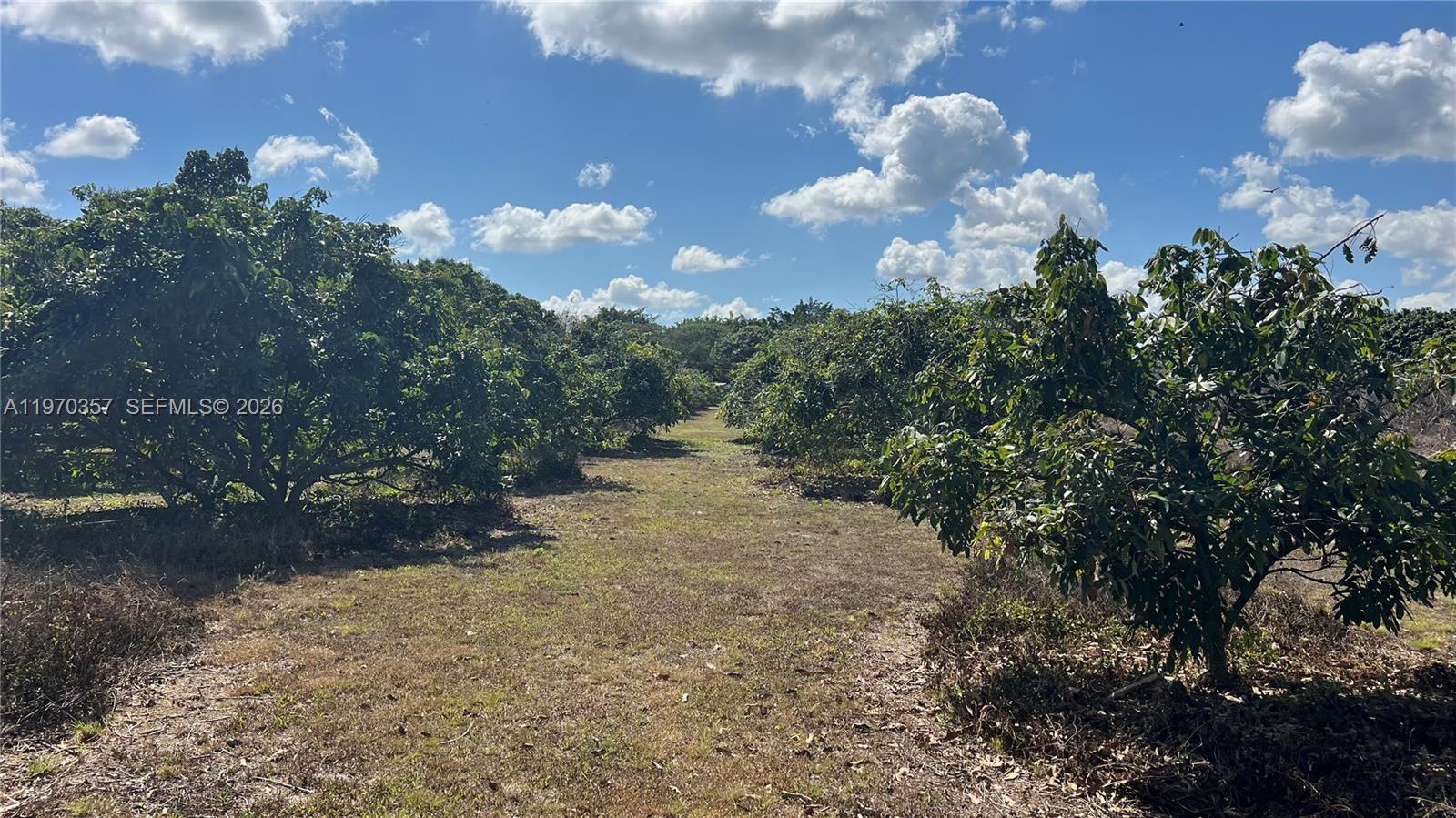A dirt path runs between rows of fruit trees under a blue sky — SW, Miami FL 33187, MIAMI, FL