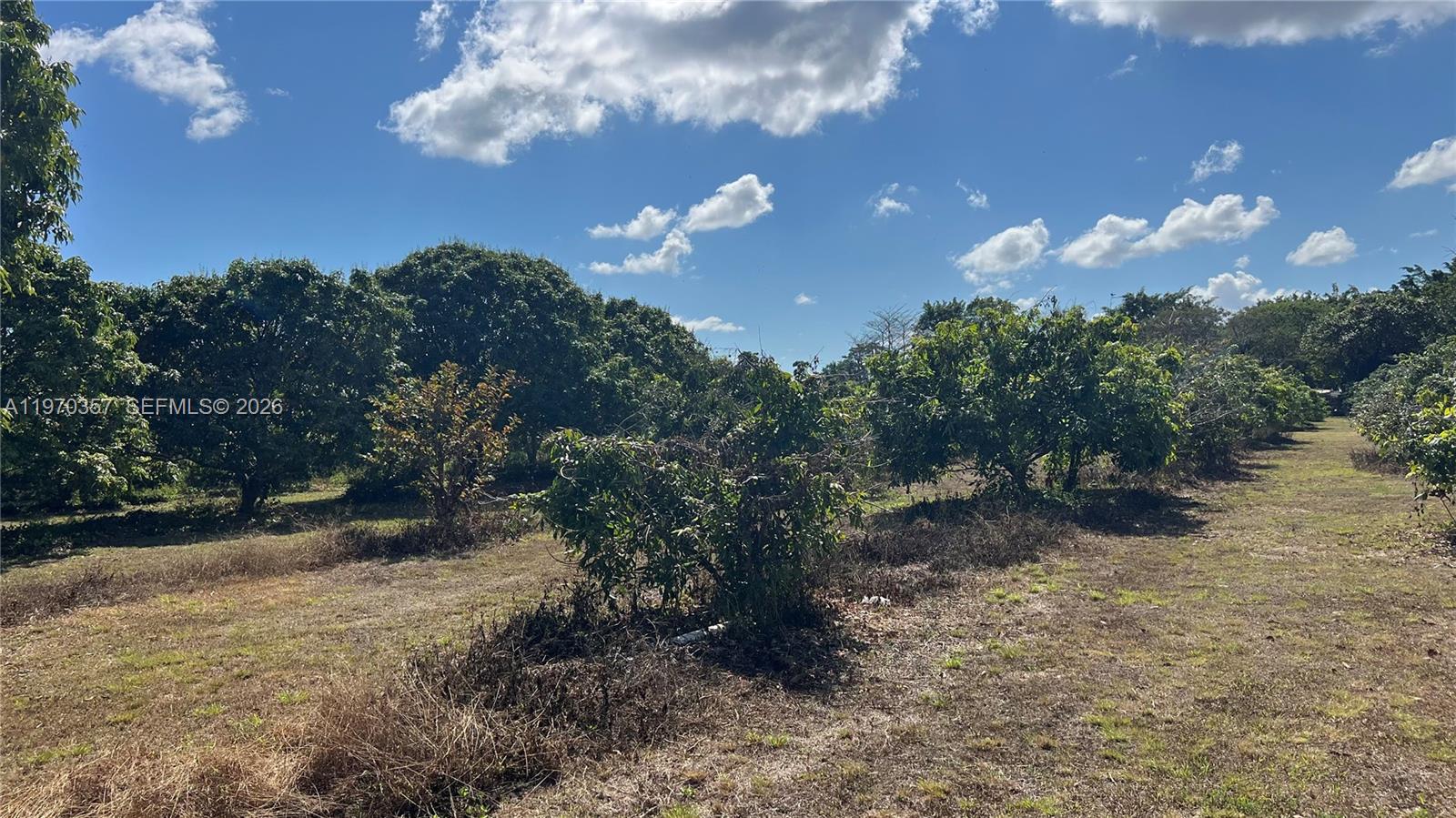 A view of a grassy orchard with rows of fruit trees under a blue sky — SW, Miami FL 33187, MIAMI, FL