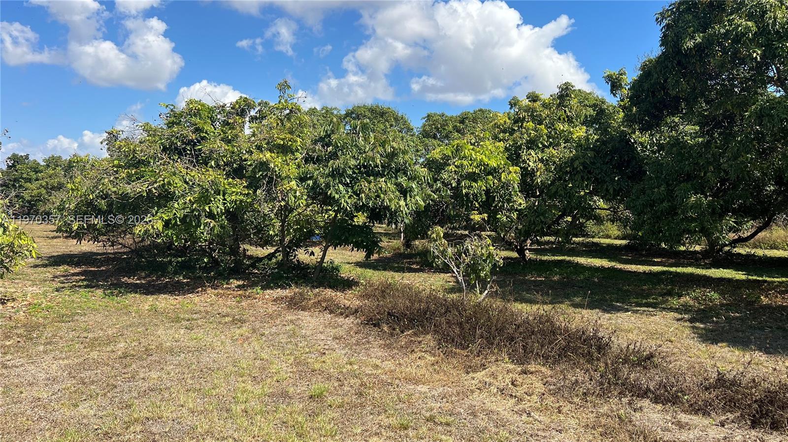 A view of a grassy field with several mature fruit trees under a blue sky — SW, Miami FL 33187, MIAMI, FL