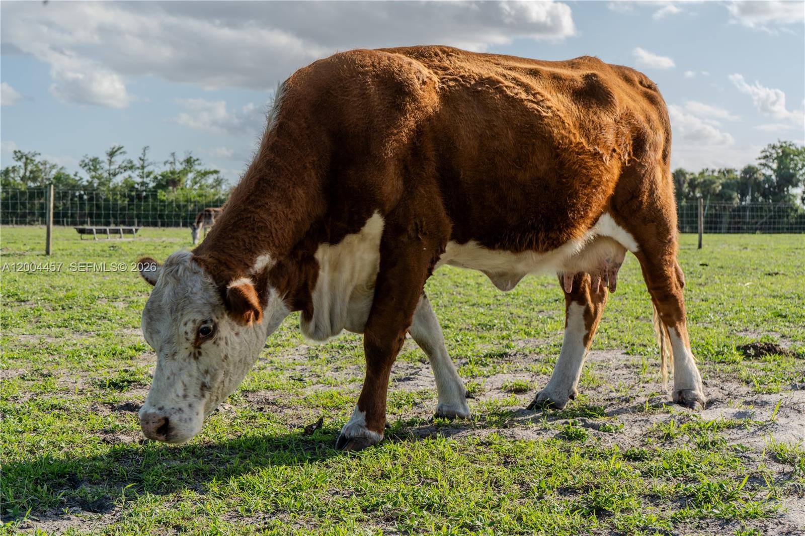 A brown and white cow grazes in a grassy pasture under a cloudy sky — 595 Norris Rd, La Belle FL 33935, LA BELLE, FL