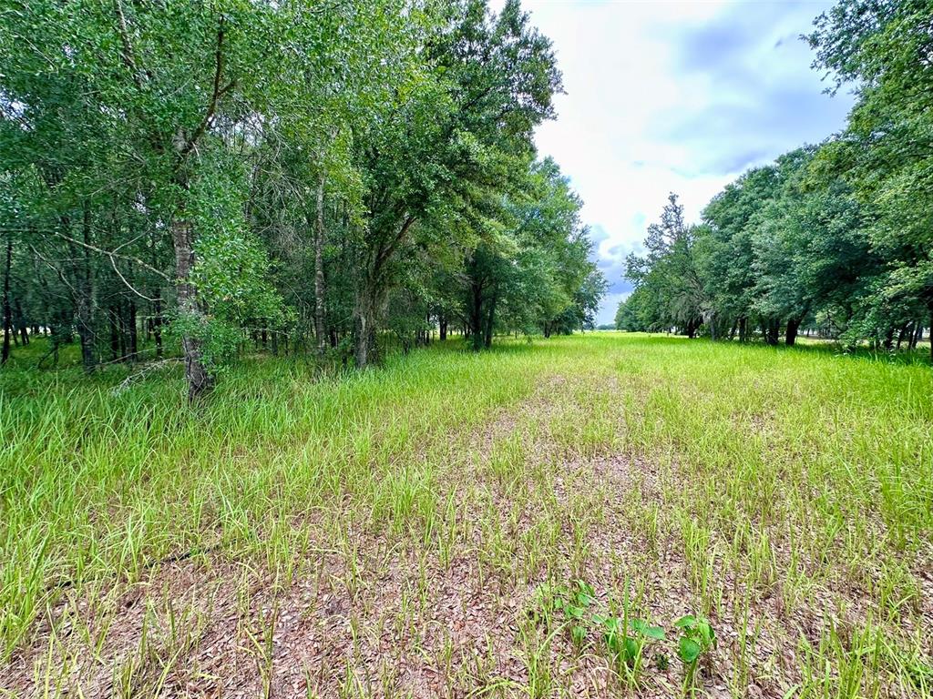A grassy field bordered by a dense line of mature trees under a cloudy sky — 4946 WAUCHULA RD, MYAKKA CITY, FL