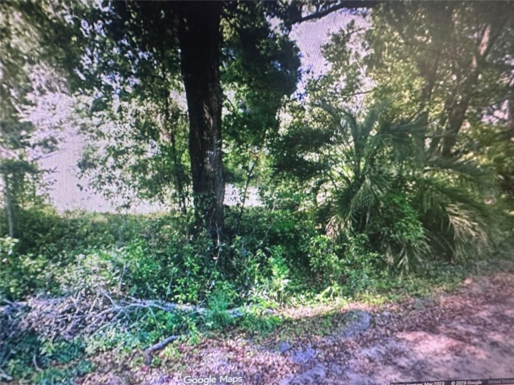 A view of a wooded, undeveloped lot with dense trees and undergrowth — 4289 SE 20TH STREET, TRENTON, FL