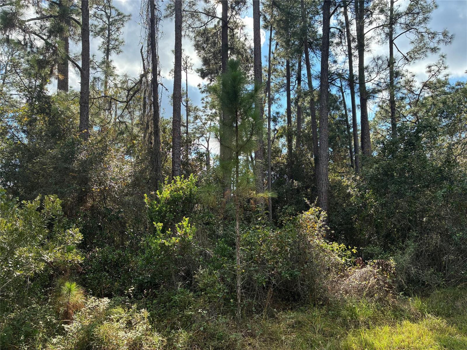A dense forest scene features tall pine trees and thick underbrush under a cloudy sky — Lot 15 Park Avenue, FL 33855, FL