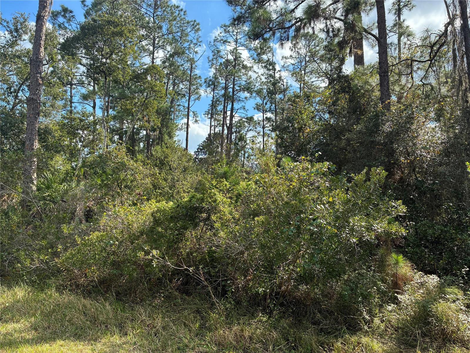 A view of a dense, wooded lot with tall pine trees and thick underbrush — Lot 15 Park Avenue, FL 33855, FL