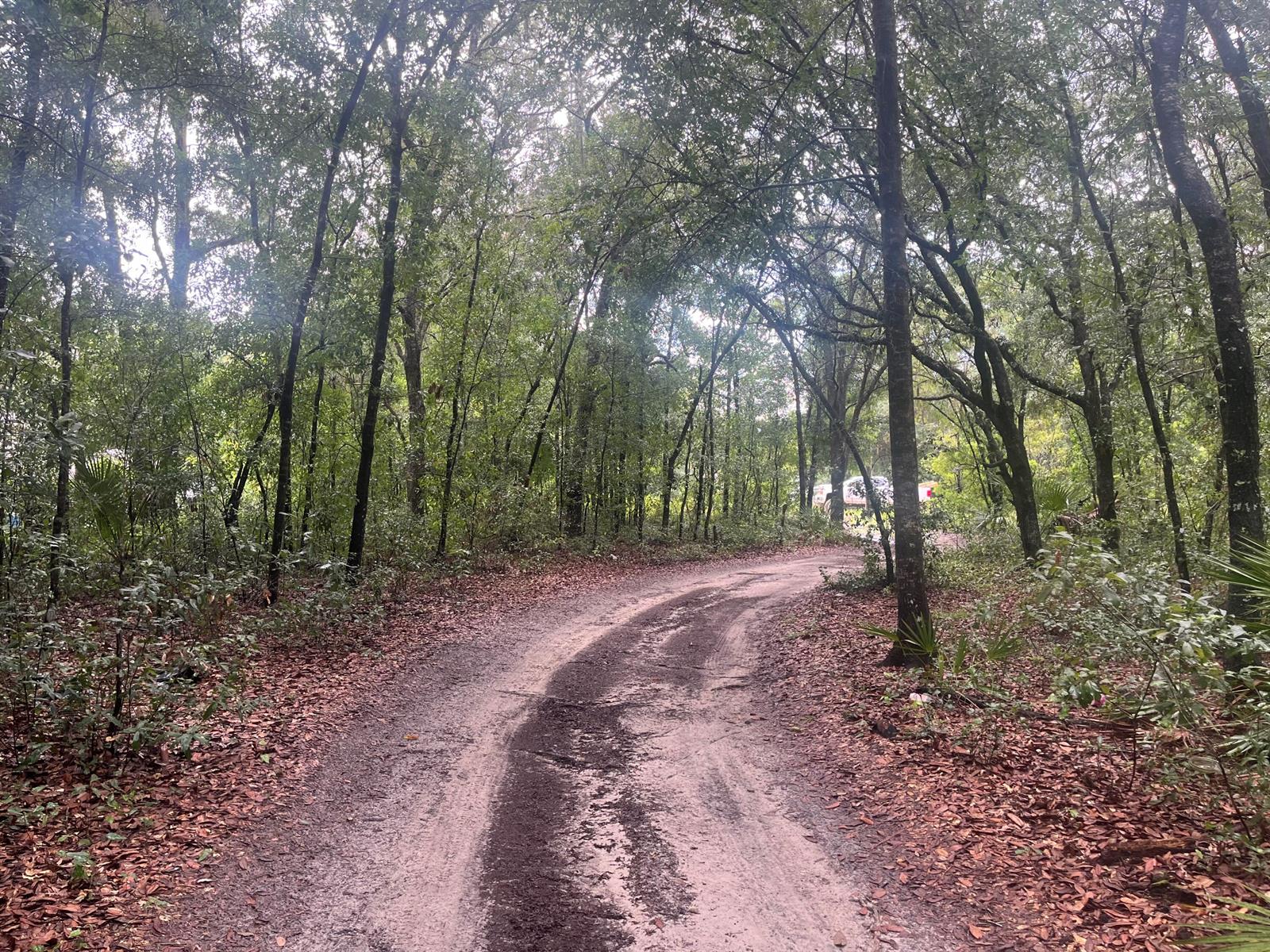 A dirt road winds through a dense, wooded forest with fallen leaves on the ground — Tbd Delaware Avenue, FL 32148, FL