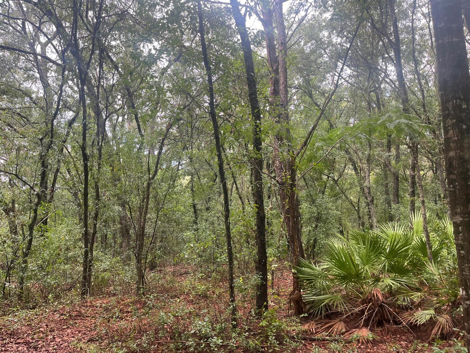 A dense forest landscape features tall trees, scattered undergrowth, and a large saw palmetto plant — Tbd Delaware Avenue, FL 32148, FL