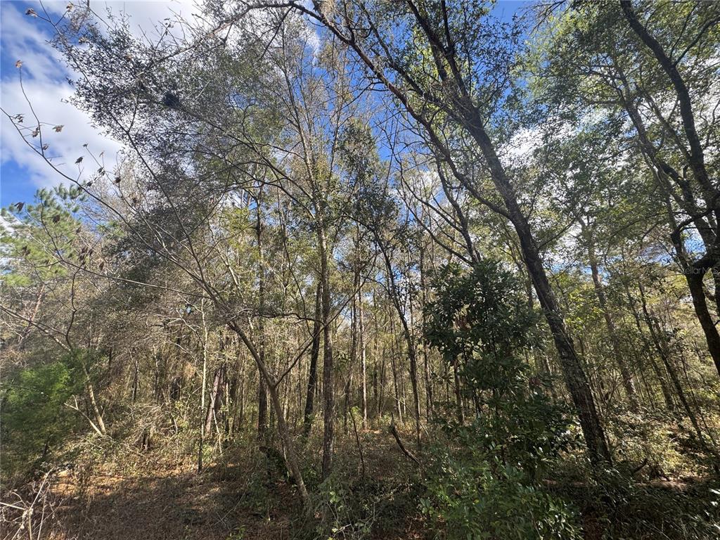 A view of a dense, wooded forest with tall trees and dappled sunlight — 0000 NE 154TH AVENUE, WILLISTON, FL