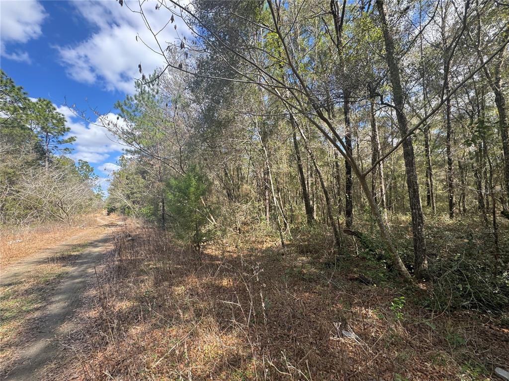 A dirt path runs alongside a wooded area with tall trees under a blue sky — 0000 NE 154TH AVENUE, WILLISTON, FL