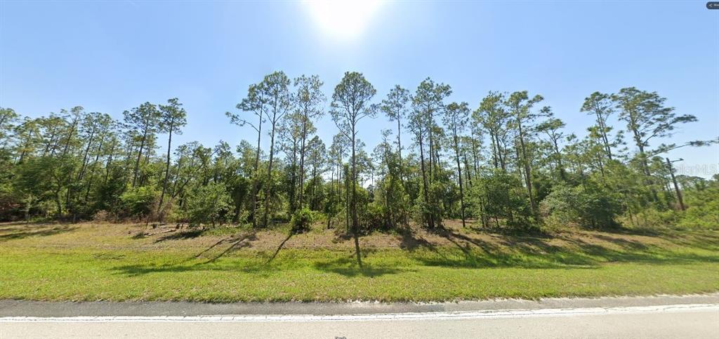 A grassy roadside leads to a wooded lot filled with tall pine trees under a sky — RIVER RANCH BOULEVARD, LAKE WALES, FL