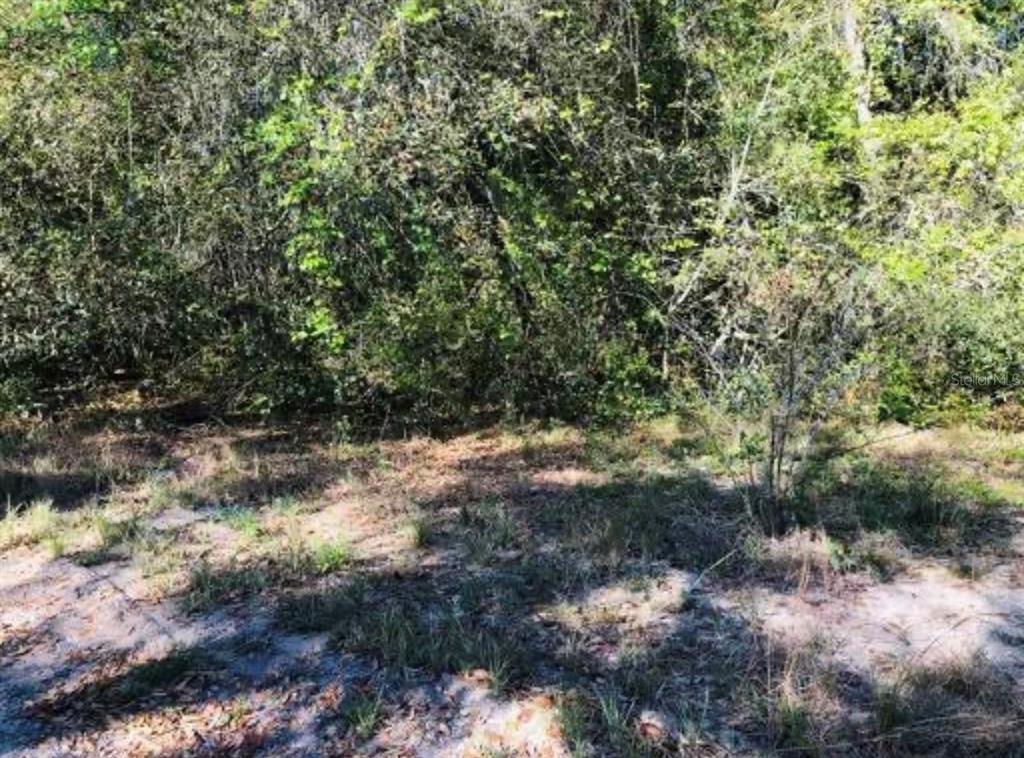 OAKRIDGE DRIVE, LADY LAKE, FL — photo 2 of 3