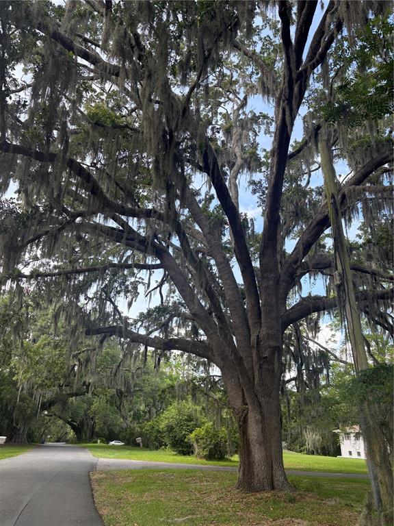 A large, mature oak tree draped in Spanish moss stands beside a paved residential road — MILDRED AVENUE, BROOKSVILLE, FL