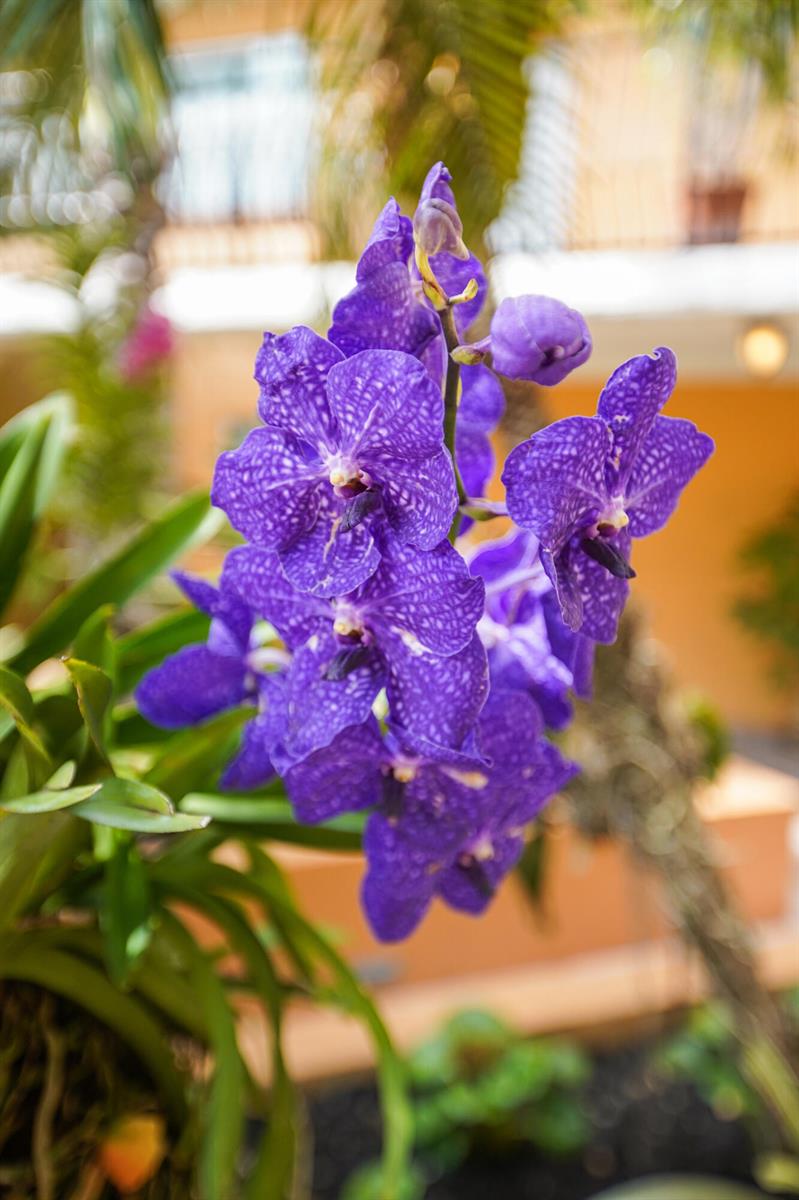 A cluster of vibrant purple Vanda orchids blooms in front of a blurred outdoor building — 1111 E Las Olas Boulevard # 410, Fort Lauderdale FL 33301, FORT LAUDERDALE, FL