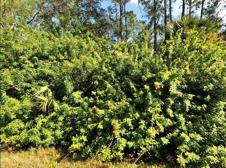 A dense, green shrub with small red berries grows in a wooded outdoor area — HAVEMEYER STREET, NORTH PORT, FL