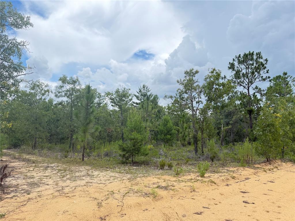 A sandy clearing leads to a dense forest of pine and oak trees under clouds — 100 LINDA LANE, INTERLACHEN, FL