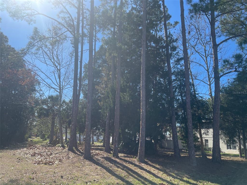 A wooded lot with tall pine trees and scattered leaves under a clear blue sky — 60 BIRCHWOOD DRIVE, PALM COAST, FL