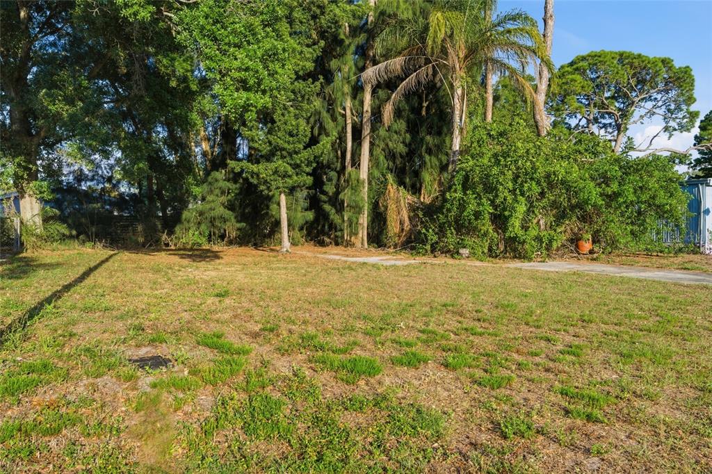 A grassy, vacant residential lot is bordered by dense trees and a paved driveway — 61ST LANE, PINELLAS PARK, FL