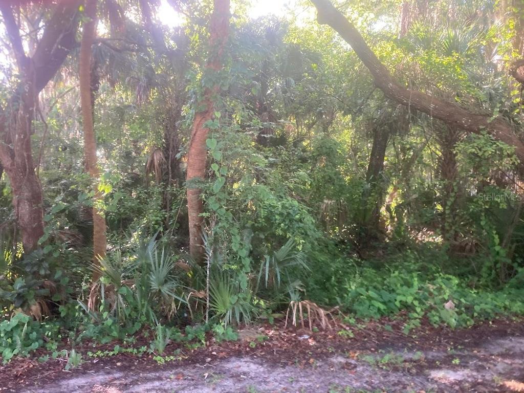 A dense, wooded lot with various trees and undergrowth viewed from a dirt path — 0 NANCY STREET, OAK HILL, FL