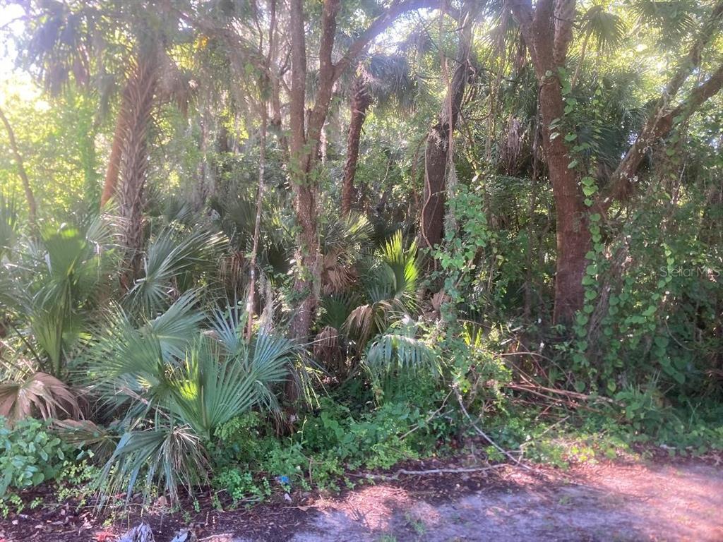 A dense, wooded area featuring various trees, palm plants, and ground-level vegetation — 0 NANCY STREET, OAK HILL, FL