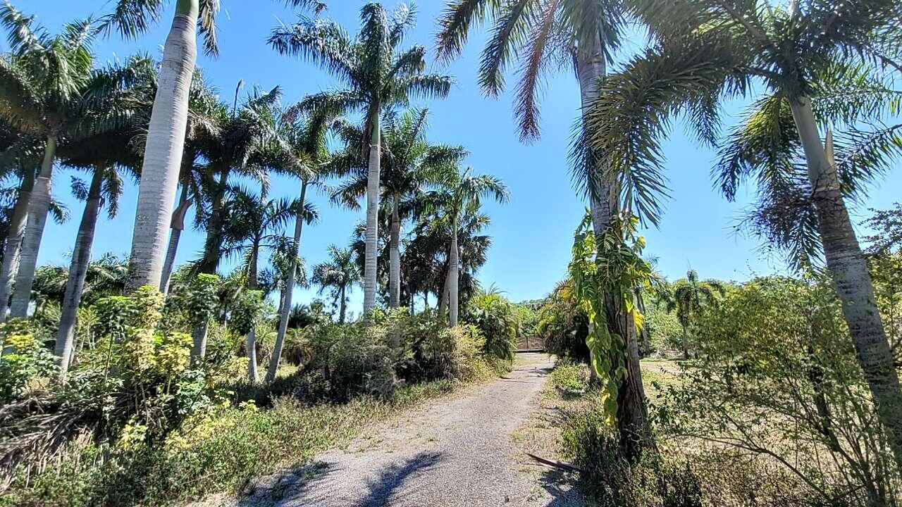 A gravel path leads through a grove of tall palm trees under a clear sky — 4095 Windmill Road, Loxahatchee FL 33470, LOXAHATCHEE, FL