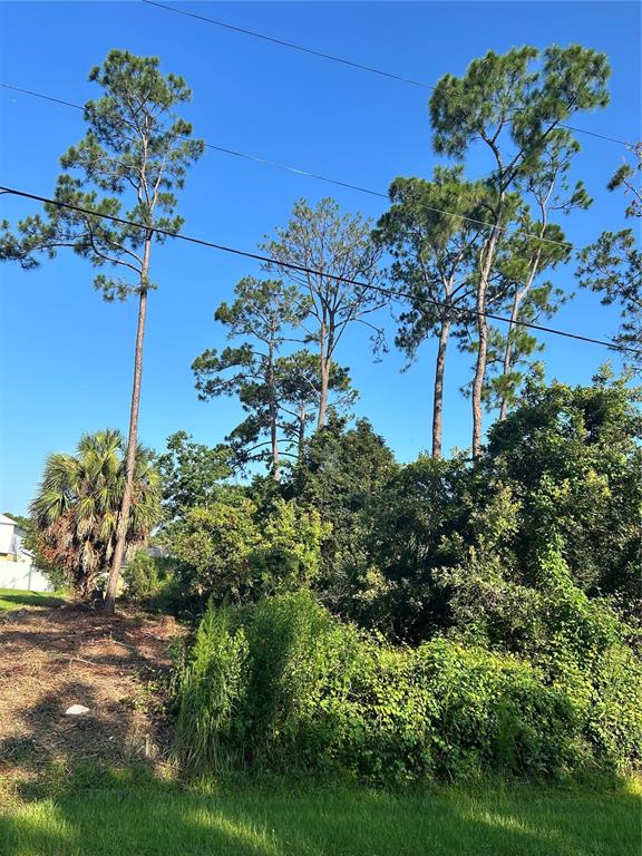 A grassy lot with dense vegetation and several tall pine trees under a clear sky — 4 RYBERRY DRIVE, PALM COAST, FL