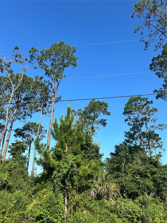 Tall pine trees and dense green foliage stand against a clear blue sky — 4 RYBERRY DRIVE, PALM COAST, FL