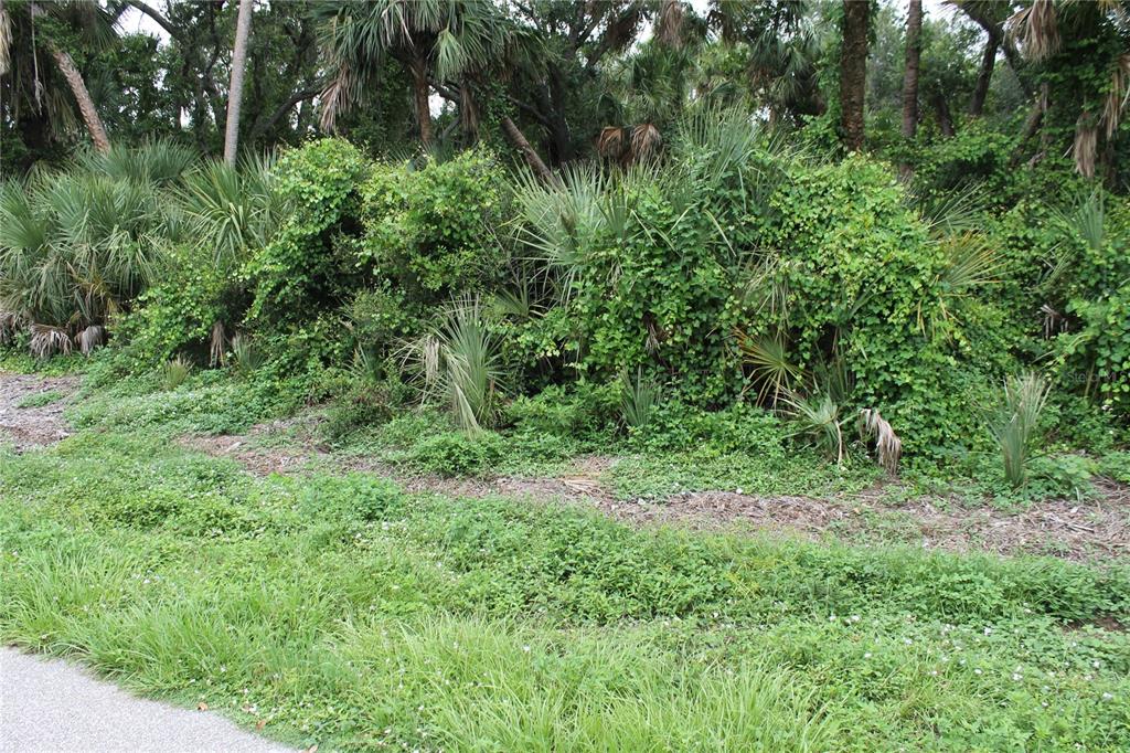 A dense, overgrown wooded area with palm trees and vines borders a paved road — 18106 SINATRA AVENUE, PORT CHARLOTTE, FL