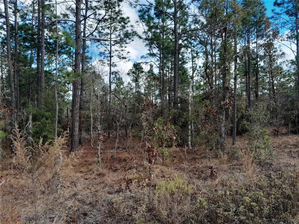 tbd NE 150TH AVENUE, WILLISTON, FL — photo 2 of 5