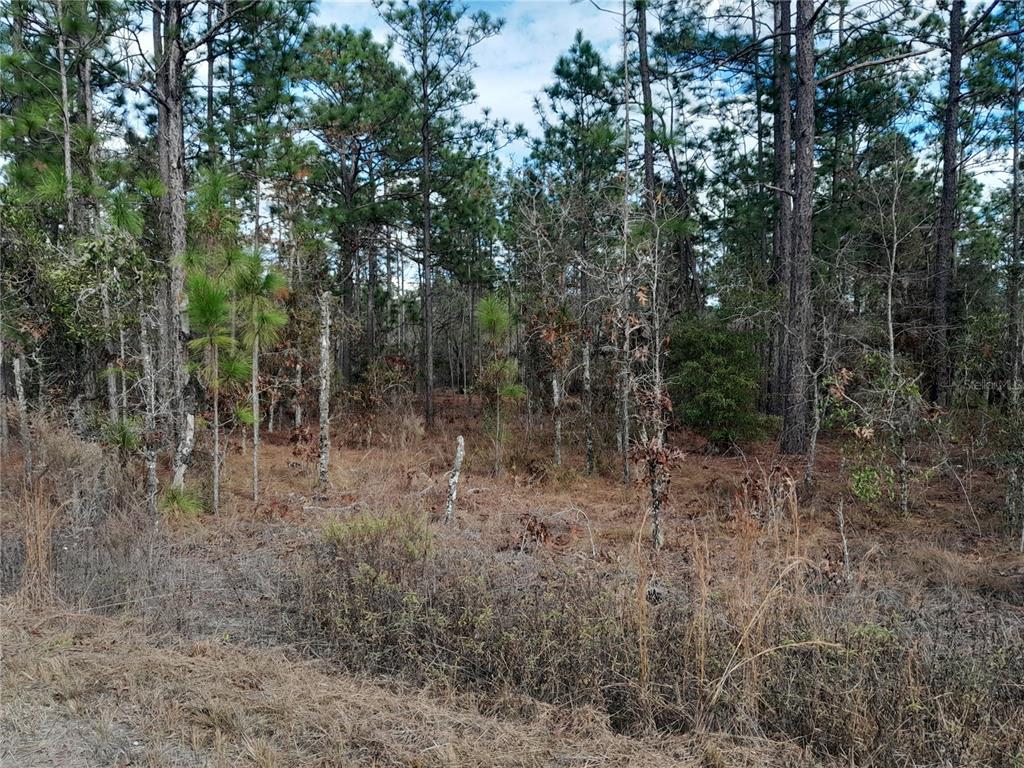 tbd NE 150TH AVENUE, WILLISTON, FL — photo 3 of 5