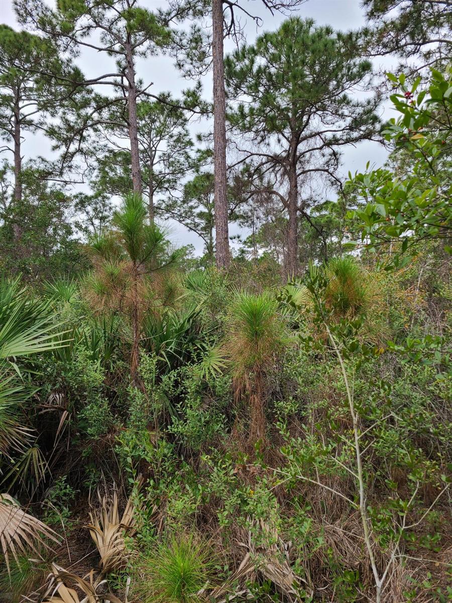 A dense forest scene features tall pine trees, palmettos, and various shrubs under an overcast sky — 5375 69th Street, Vero Beach FL 32967, VERO BEACH, FL