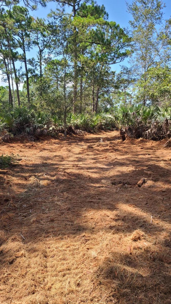 A cleared, pine-needle-covered lot is surrounded by tall pine trees and dense palmetto bushes — 5375 69th Street, Vero Beach FL 32967, VERO BEACH, FL