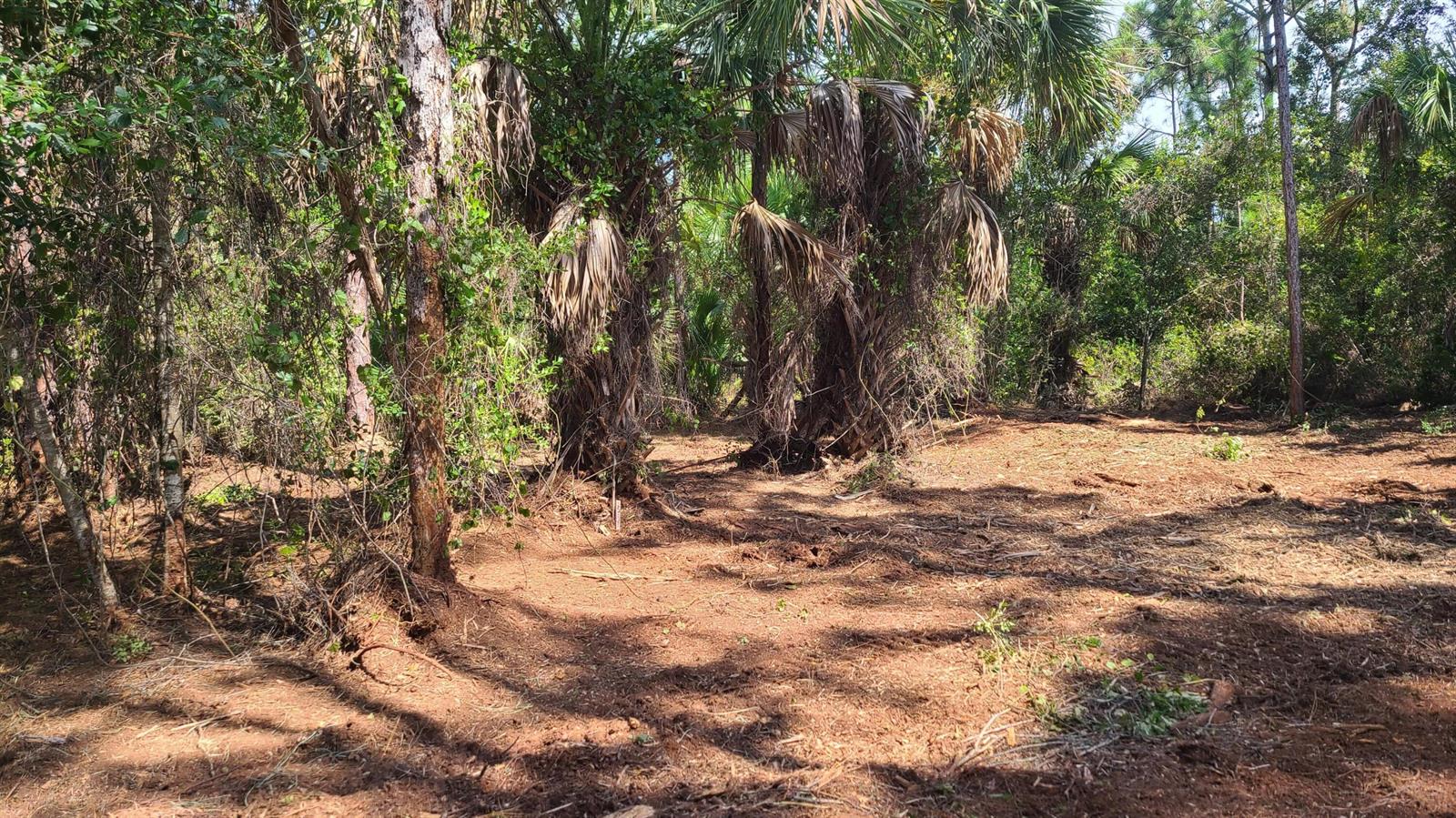 A cleared dirt lot sits in front of a dense forest with several palm trees — 5375 69th Street, Vero Beach FL 32967, VERO BEACH, FL