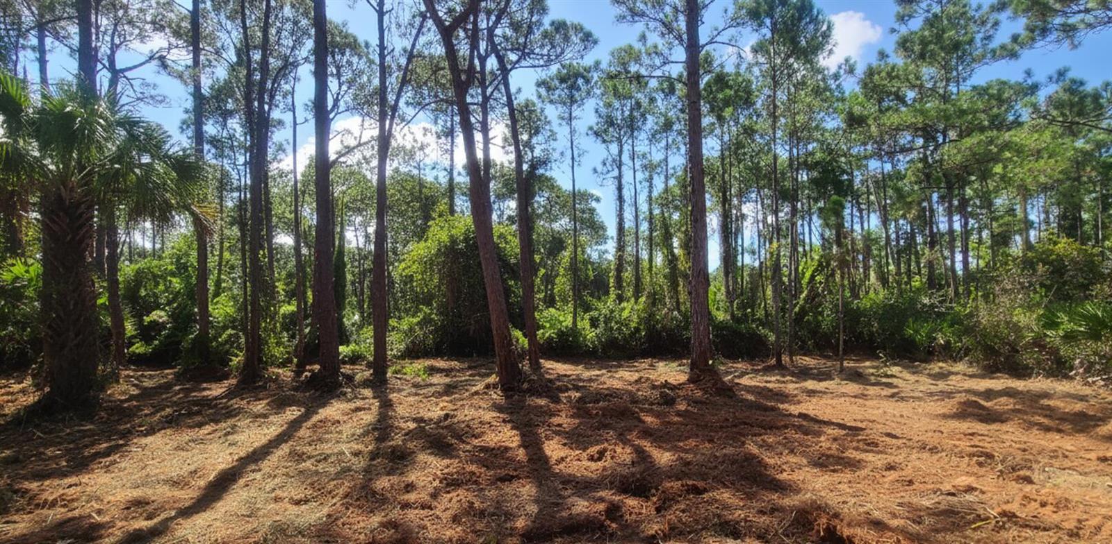 A cleared, wooded lot with tall pine trees and a palm tree under a blue sky — 5375 69th Street, Vero Beach FL 32967, VERO BEACH, FL