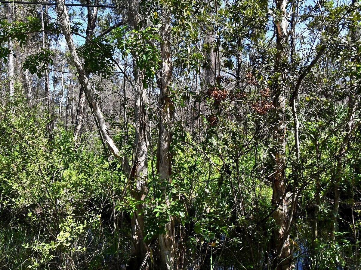 A dense, wooded swamp area featuring tall trees with peeling bark and lush green undergrowth — -- Dyer Road, Fort Pierce FL 34952, FORT PIERCE, FL