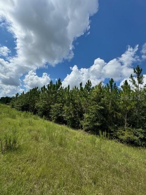 A grassy field slopes upward toward a dense line of pine trees under a cloudy sky — SW COLES COURT, FORT WHITE, FL