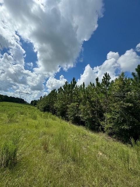 A grassy field borders a dense line of pine trees under a cloudy blue sky — SW COLES COURT, FORT WHITE, FL