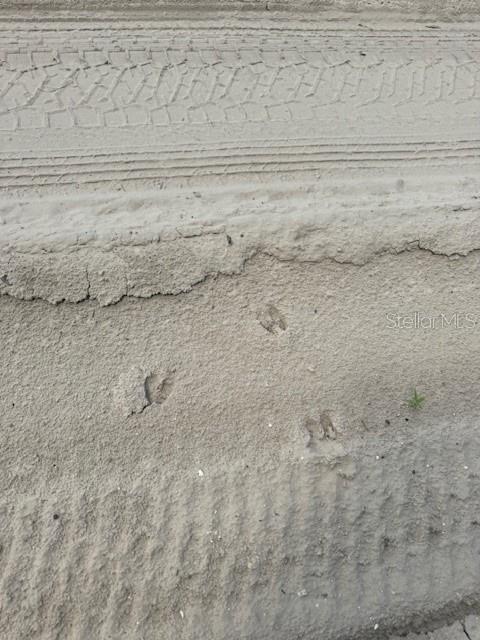 Animal tracks are visible in the sandy ground next to tire tracks — SW COLES COURT, FORT WHITE, FL