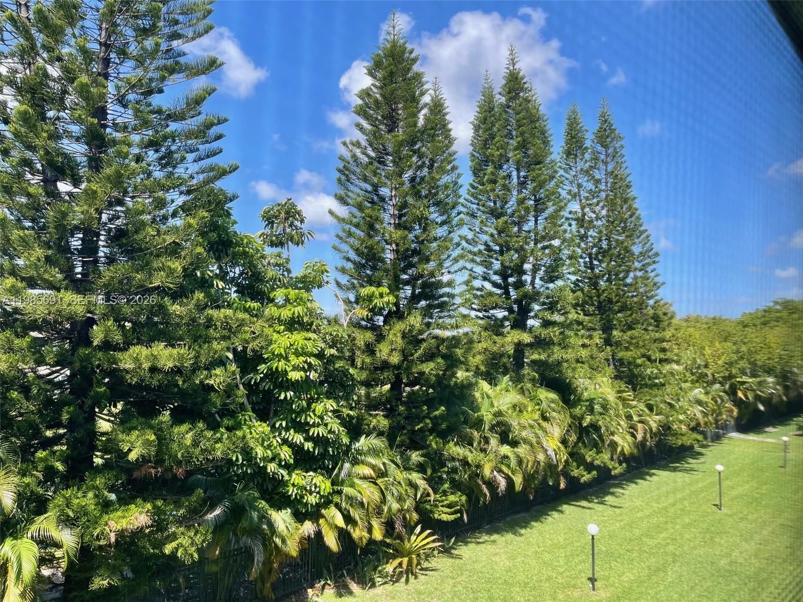 A view of tall pine trees and palm trees overlooking a green lawn — 1000 Hillcrest Ct # 308, Hollywood FL 33021, HOLLYWOOD, FL